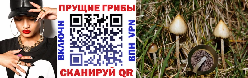 где купить наркоту Наволоки Псилоцибиновые грибы мицелий